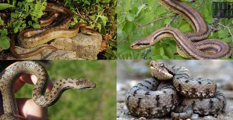 Dal Cervone "succhiavacche" alla velenosa Vipera: alla scoperta degli 8 serpenti pugliesi